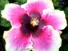 Hibiscus '3 Ring Circus'