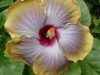 Hibiscus '5th Dimension'