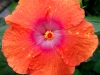 Hibiscus 'Abracadabra Orange'