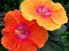 Hibiscus \'Abracadabra Orange\'