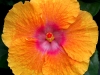 Hibiscus 'Abracadabra Orange'