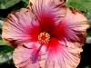 Hibiscus \'Adagio\'