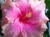 Hibiscus 'Affirmation'