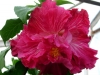 Hibiscus \'Ain\'t She Sweet\'