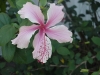 Hibiscus albo_lacinatus