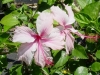 Hibiscus albo_lacinatus