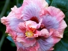 Hibiscus 'Allure'