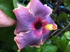 Hibiscus 'American Dreams'