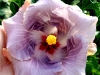 Hibiscus \'Amethyst Crystal\'