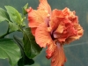 Hibiscus 'Anasazi Maiden'