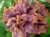 Hibiscus 'Antique Lilac'