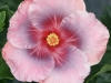 Hibiscus \'April Showers\'