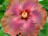 Hibiscus \'Arabian Princess\'