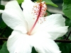 Hibiscus \'Arnottianus\'