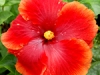 Hibiscus \'Ay Caramba\'