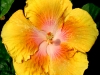 Hibiscus \'Aztec Giant\'