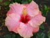 Hibiscus \'Back Issue\'