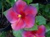 Hibiscus \'Bayou Irene\'