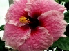 Hibiscus \'Belle DuJour\'