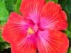 Hibiscus \'Big Oaf\'