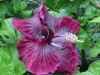 Hibiscus \'Black Dragon\'