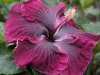 Hibiscus \'Black Dragon\'