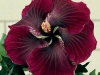 Hibiscus \'Black Dragon\'