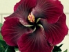 Hibiscus \'Black Dragon\'