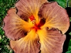 Hibiscus \'Blackjack\'