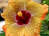 Hibiscus \'Bountiful\'