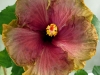 Hibiscus \'Brave Heart\'