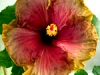 Hibiscus \'Brave Heart\'