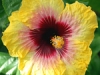 Hibiscus \'Bright Hope\'