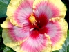 Hibiscus \'Bubble Gum Fun\'