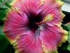 Hibiscus \'Bubble Gum Fun\'