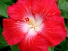 Hibiscus \'Bullseye\'