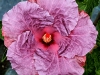 Hibiscus \'Burnished Plum\'