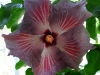 Hibiscus \'Burnished Plum\'