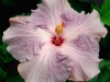 Hibiscus \'Burnished Plum\'