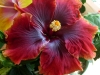 Hibiscus \'Burnt Saffron\'