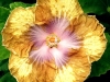 Hibiscus \'Buttercup\'