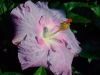 Hibiscus \'Cajun Blue\'