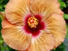 Hibiscus \'Caramel Toffee