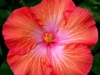 Hibiscus \'Caribbean Beauty\'