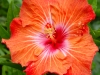 Hibiscus \'Carrot Top\'