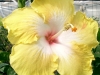 Hibiscus \'Cashmere Yellow\'