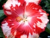 Hibiscus \'Cherry Appoloosa\'