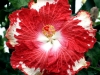 Hibiscus \'Cherry Appoloosa\'
