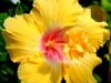 daffodilt