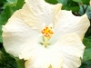 Hibiscus \'Ghost\'